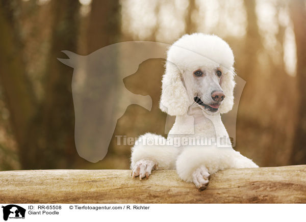 Giant Poodle / RR-65508