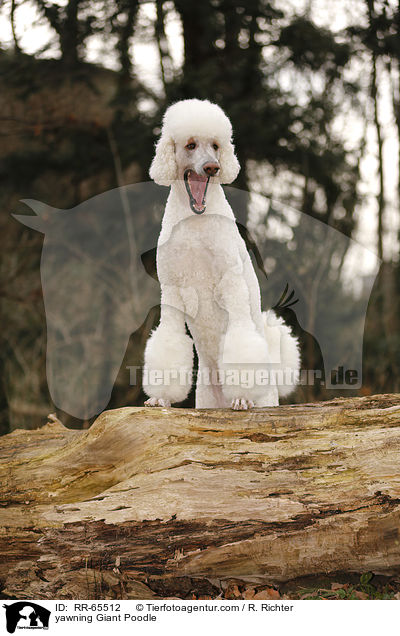 yawning Giant Poodle / RR-65512