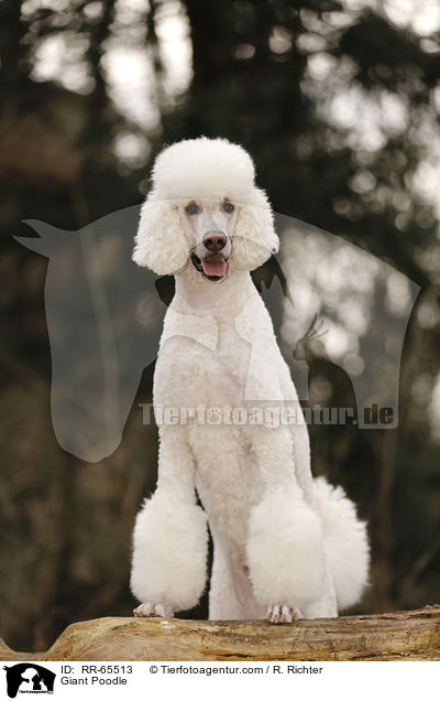 Giant Poodle / RR-65513