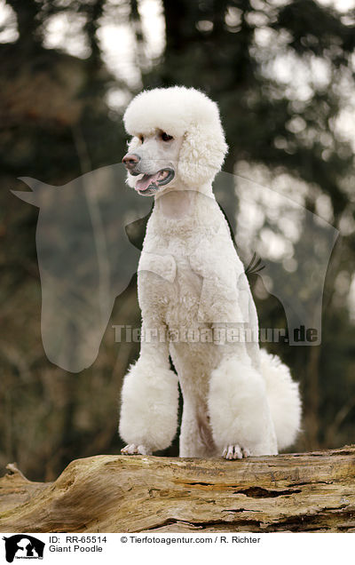 Giant Poodle / RR-65514