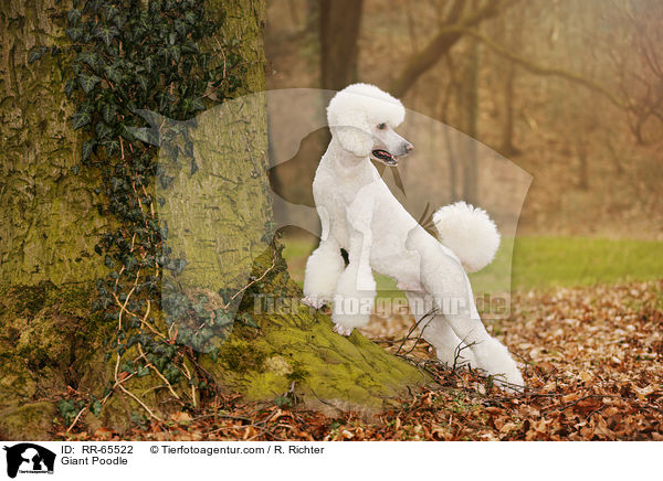 Giant Poodle / RR-65522