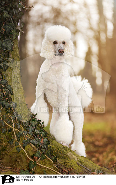 Giant Poodle / RR-65526