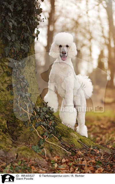 Giant Poodle / RR-65527