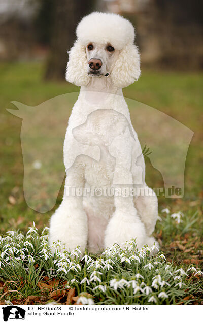 sitzender Gropudel / sitting Giant Poodle / RR-65528