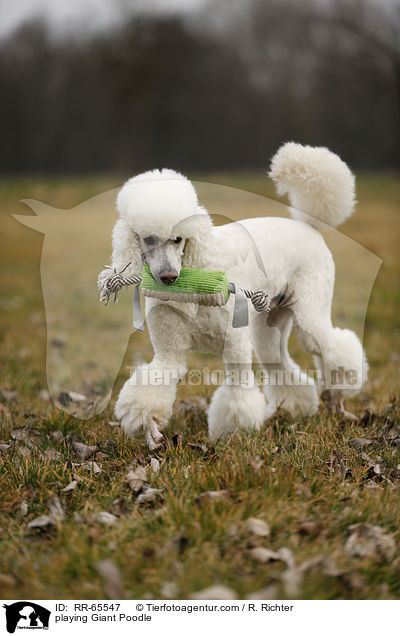 playing Giant Poodle / RR-65547