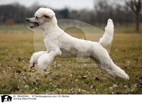 running Giant Poodle / RR-65549