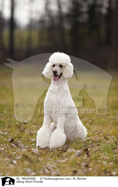 sitting Giant Poodle / RR-65566