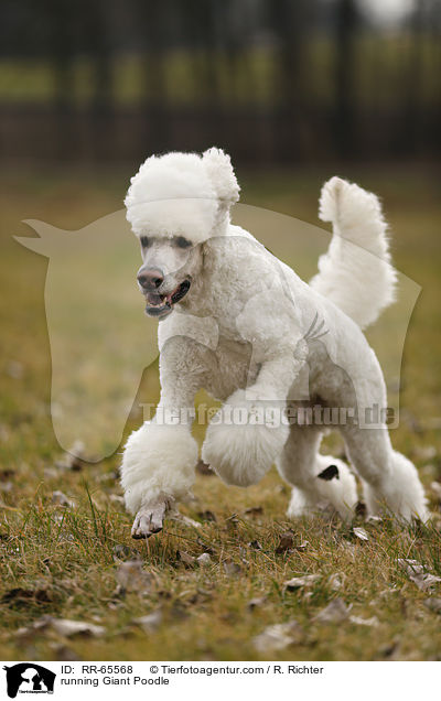 running Giant Poodle / RR-65568