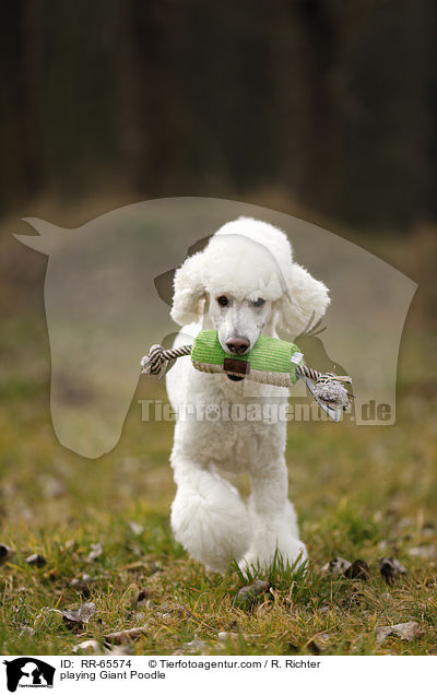 playing Giant Poodle / RR-65574