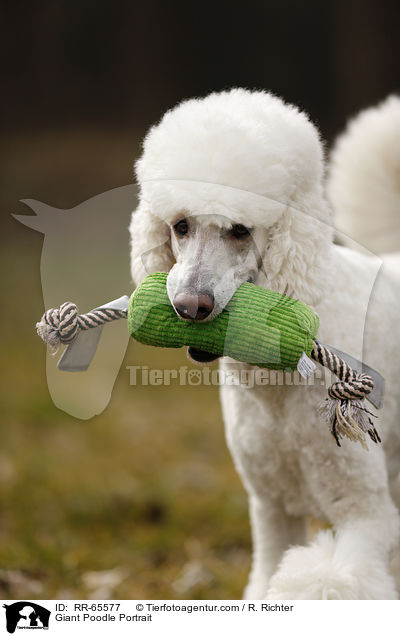 Giant Poodle Portrait / RR-65577