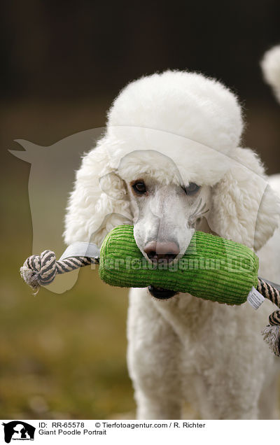 Giant Poodle Portrait / RR-65578