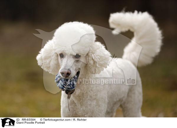 Giant Poodle Portrait / RR-65584