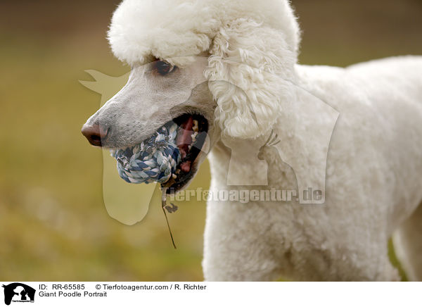 Giant Poodle Portrait / RR-65585