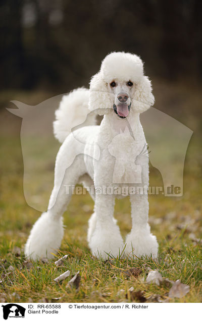 Giant Poodle / RR-65588