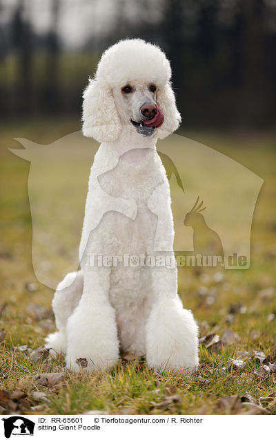 sitting Giant Poodle / RR-65601