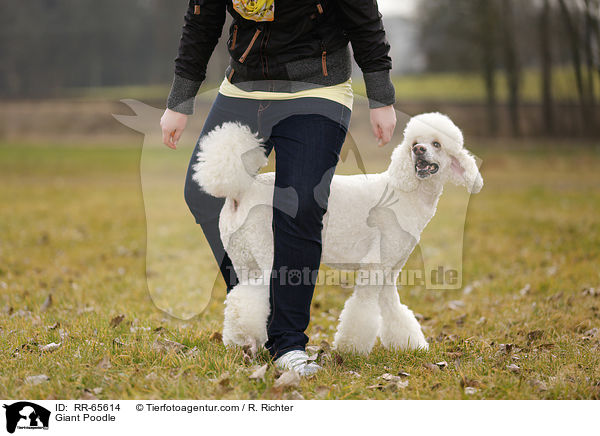 Gropudel / Giant Poodle / RR-65614