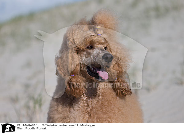Giant Poodle Portrait / AM-04615