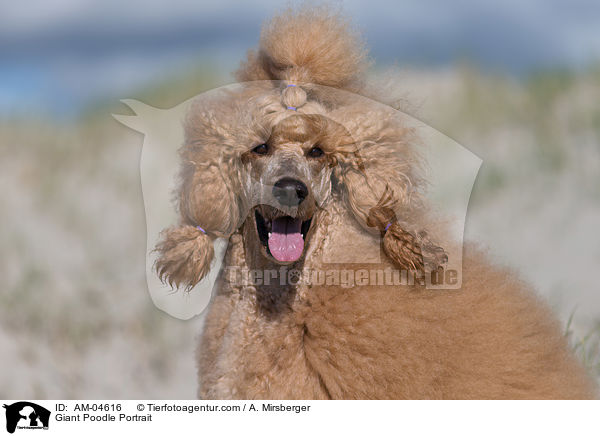 Giant Poodle Portrait / AM-04616
