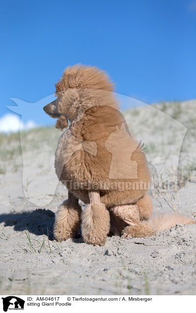 sitting Giant Poodle / AM-04617