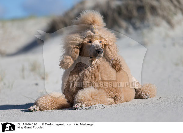 lying Giant Poodle / AM-04620