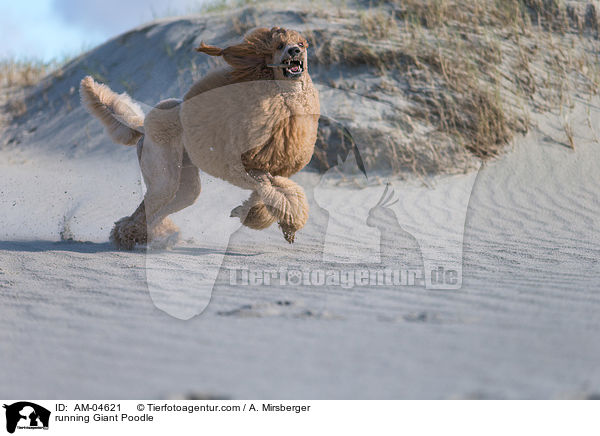 running Giant Poodle / AM-04621