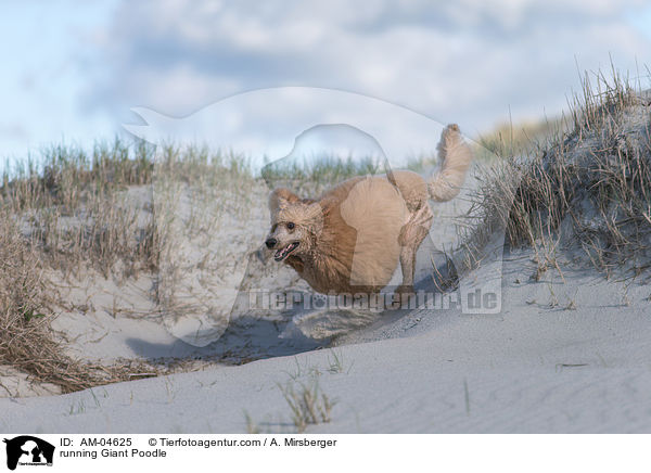 running Giant Poodle / AM-04625
