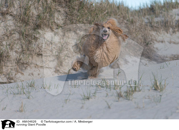 running Giant Poodle / AM-04626
