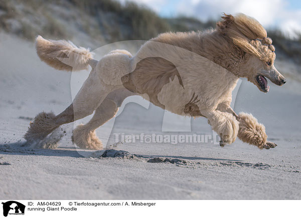 running Giant Poodle / AM-04629