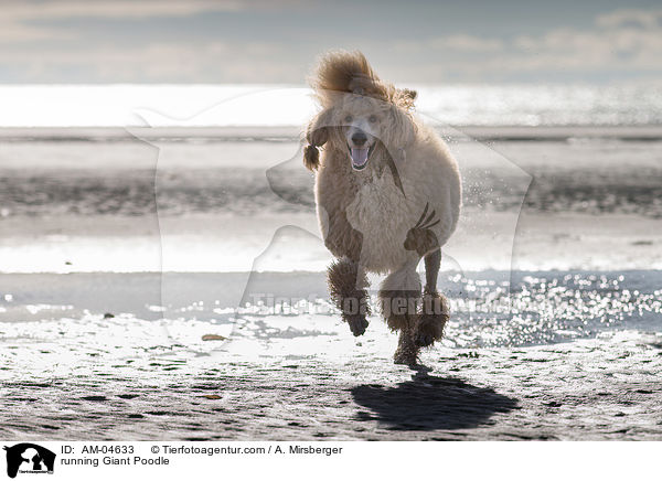 running Giant Poodle / AM-04633