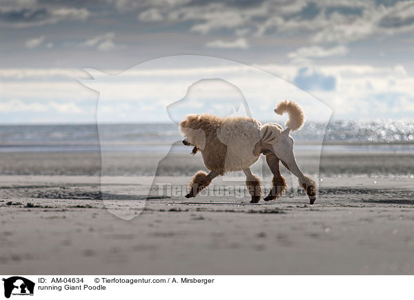 running Giant Poodle / AM-04634