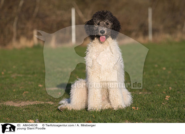 young Giant Poodle / AM-04636