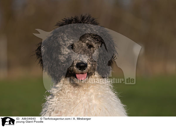 young Giant Poodle / AM-04640
