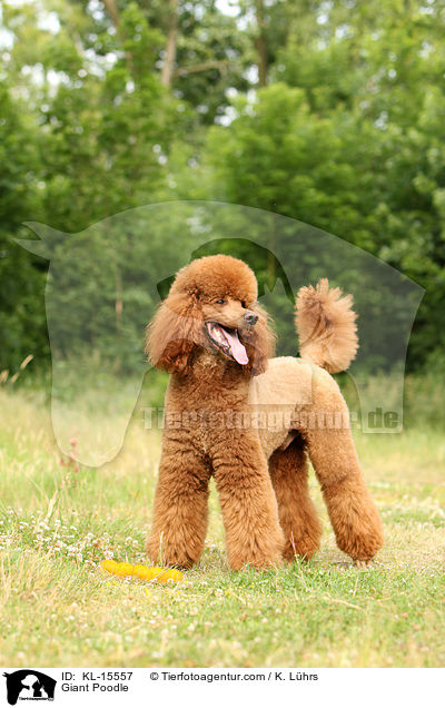 Giant Poodle / KL-15557