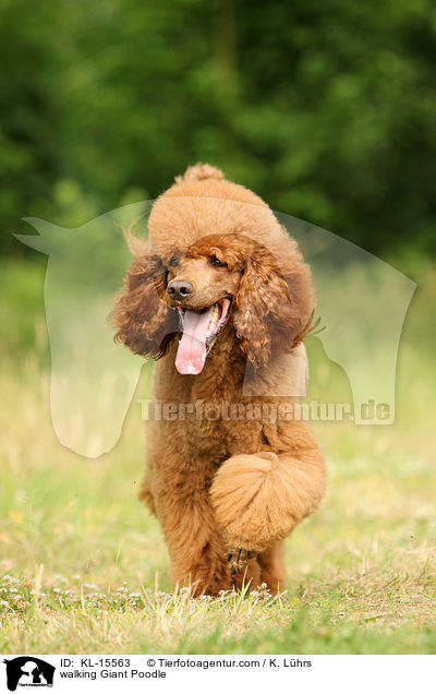 walking Giant Poodle / KL-15563