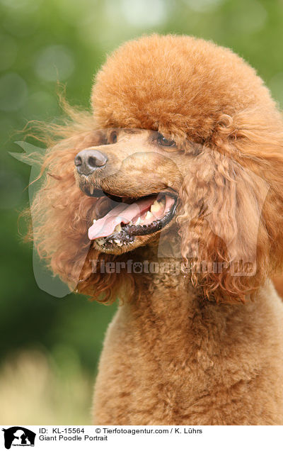 Giant Poodle Portrait / KL-15564