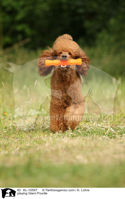 playing Giant Poodle / KL-15567