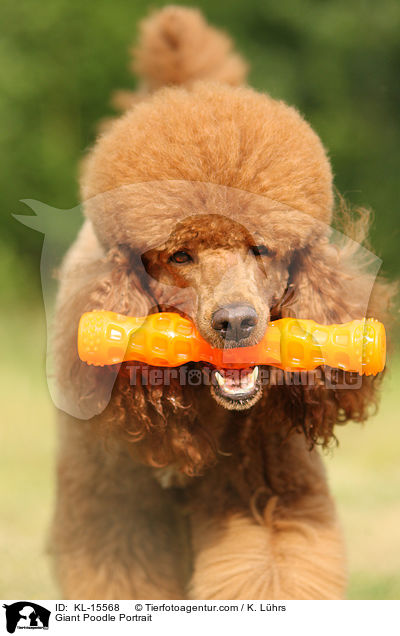 Giant Poodle Portrait / KL-15568