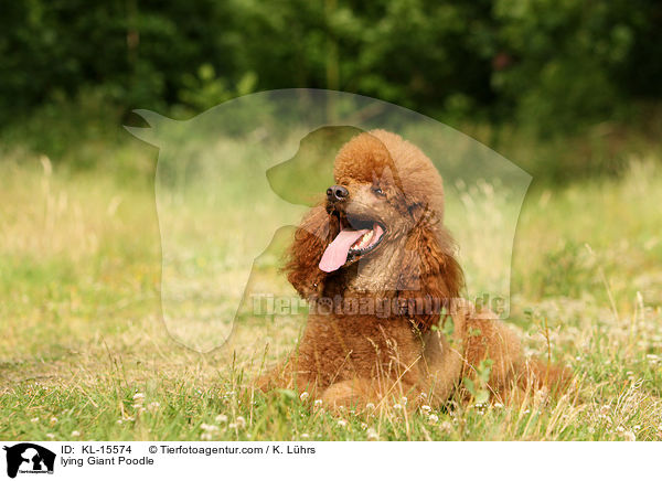 lying Giant Poodle / KL-15574