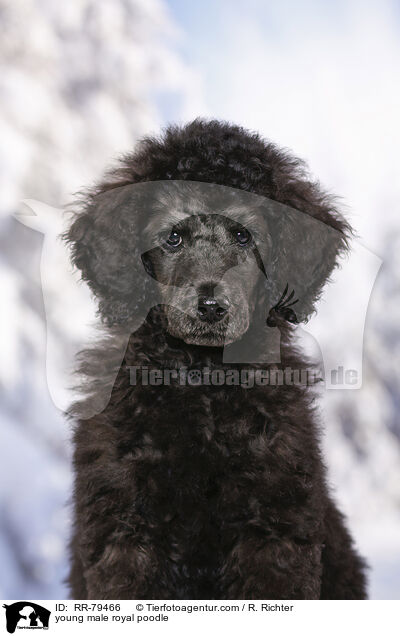 young male royal poodle / RR-79466