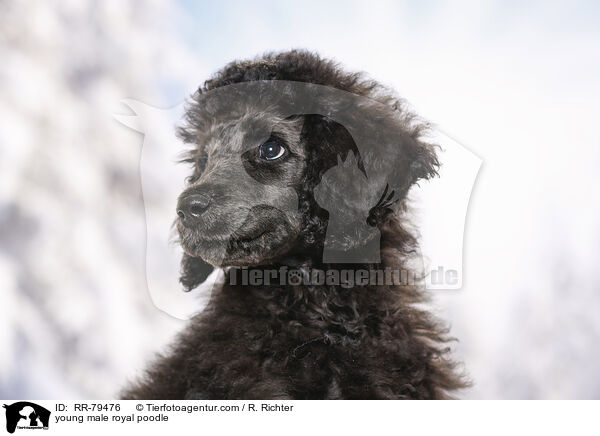 young male royal poodle / RR-79476