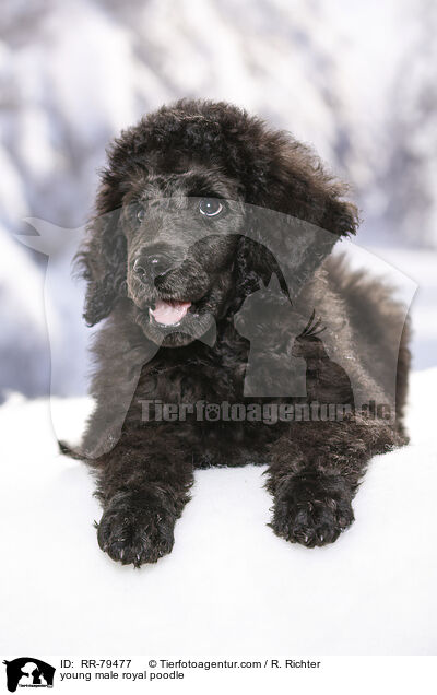 young male royal poodle / RR-79477