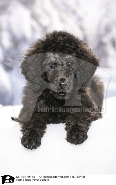 young male royal poodle / RR-79478