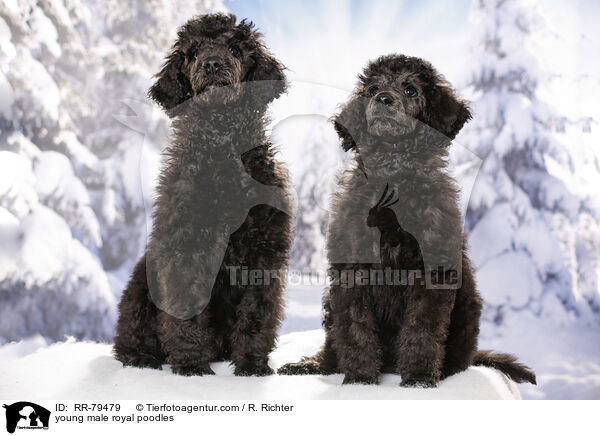 young male royal poodles / RR-79479