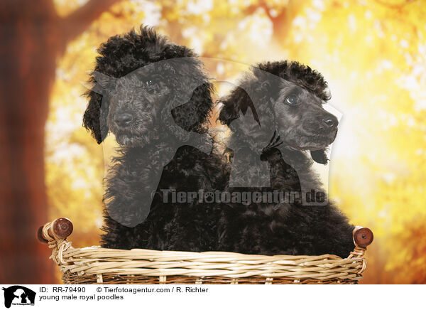young male royal poodles / RR-79490