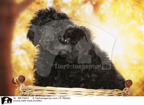young male royal poodles / RR-79491