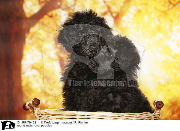 young male royal poodles / RR-79498