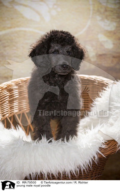 young male royal poodle / RR-79500