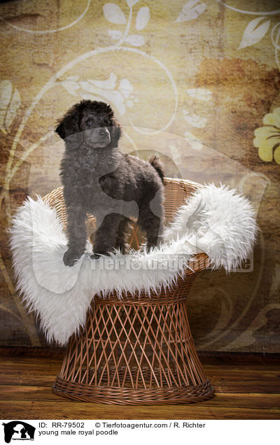 young male royal poodle / RR-79502