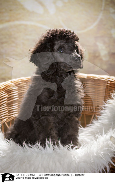 junger Gropudel Rde / young male royal poodle / RR-79503