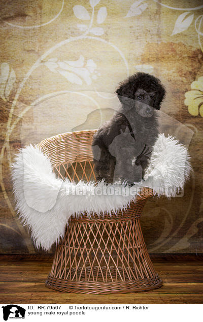 young male royal poodle / RR-79507